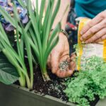 Compound Fertilizer33