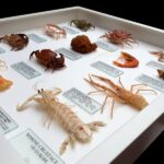 Crustaceans2