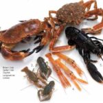 Crustaceans33