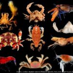 Crustaceans5